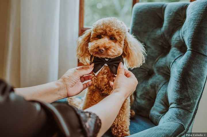 Mascotas en la boda: ¿A favor o en contra? - 1