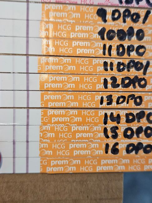 ✨️🤍 Buscadoras Octubre 🤍✨️ - 1