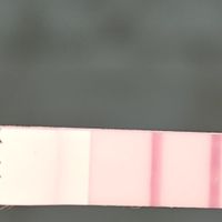 ✨️🤍 Buscadoras Octubre 🤍✨️ - 1