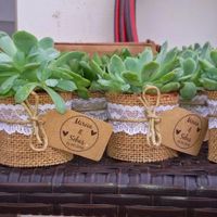 Plantas crasas como detalle para las mujeres