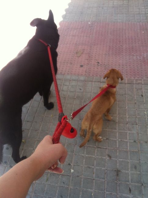 Nuestras mascotas!! - 1
