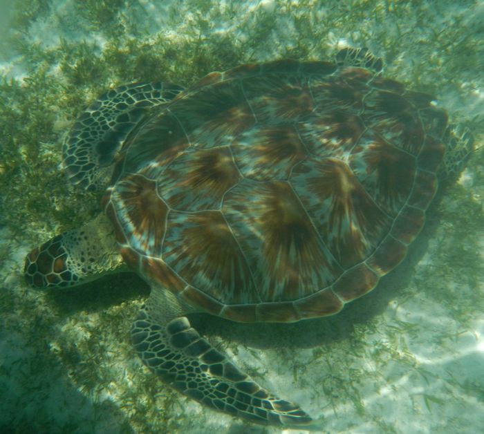 Luna de miel Isla Mauricio - 4