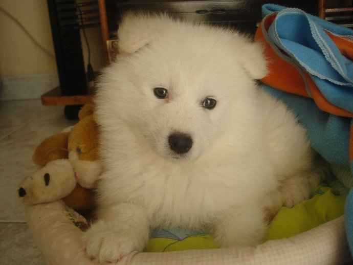 claus 
