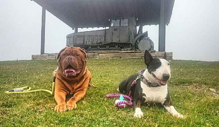 No sin mis perros!! - 1