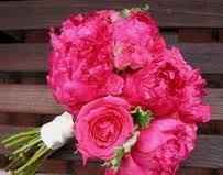 Peonia