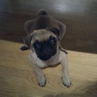 otto!