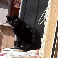Buffy