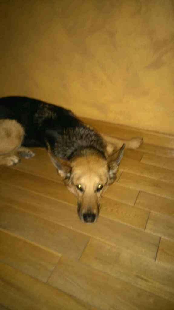 Nuestras mascotas!! - 1