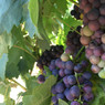 Santi