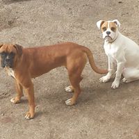 Nuestras mascotas!! - 1