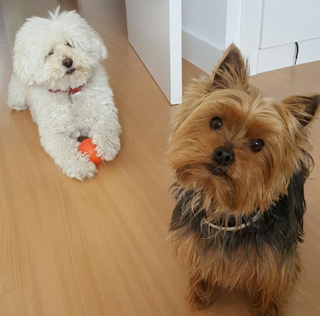 Mi perrita va a ir - 1