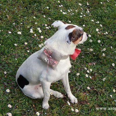 Mi perro me lleva los anillos qué collar le pongo ? 3