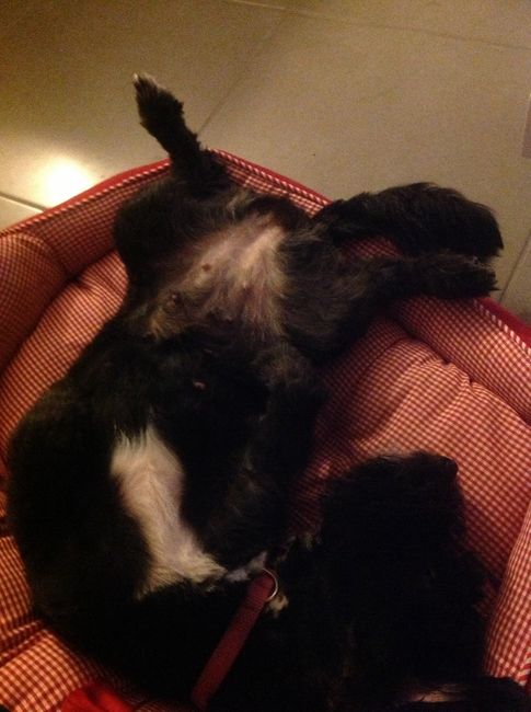 Mi perrita echándose la siesta