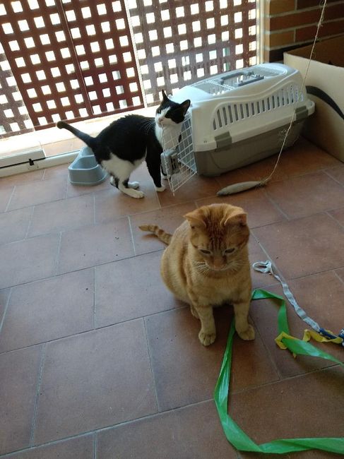Gatos elegantes - 1