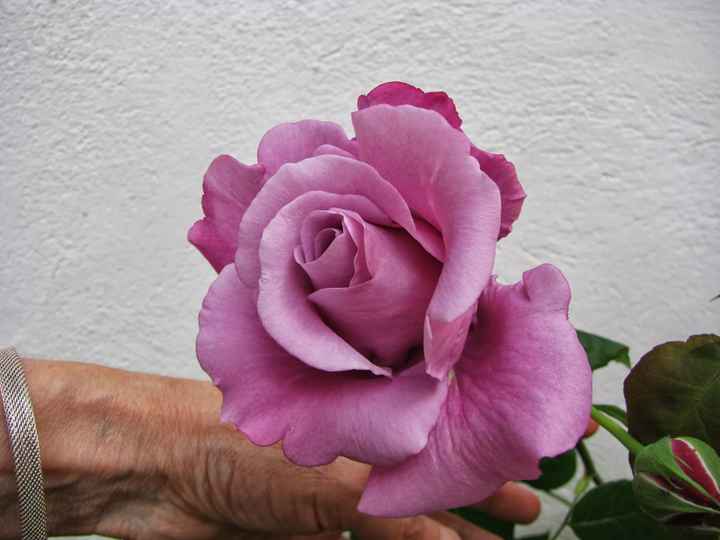 una flor de un jardin 
