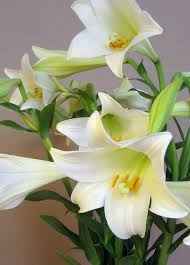 Lilium