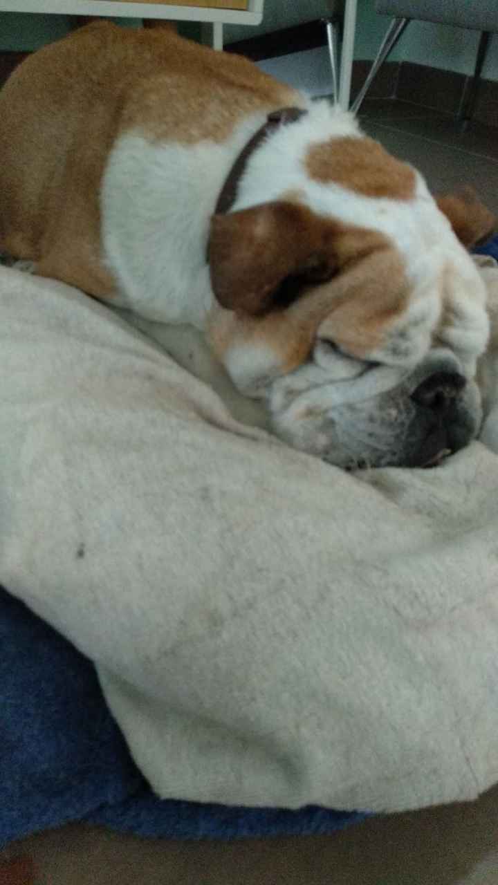 Mi perri ya tiene su porta alianzas!!🐶 - 1
