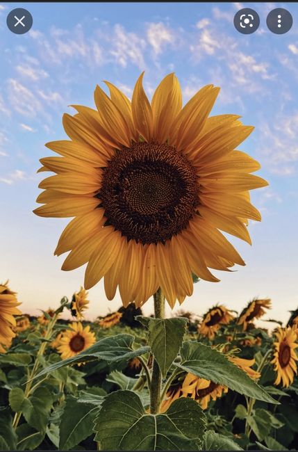 La primavera trompetera ya llegó!🌼 1