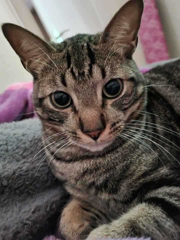 ¿Cómo se llaman vuestros peluditos? 🐱 - 1