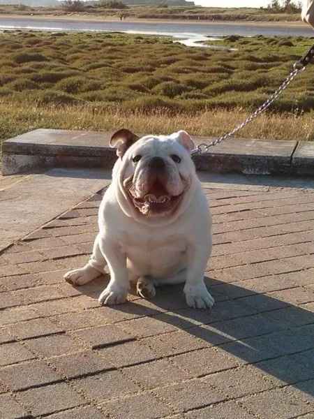 Este es Sam