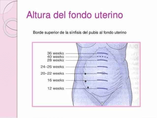 El utero cada semana