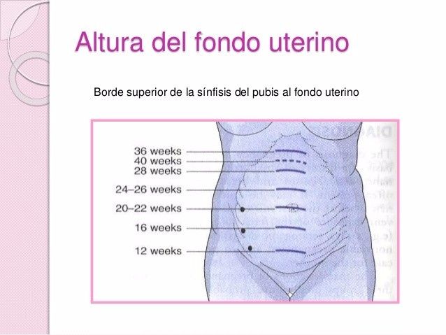 El utero cada semana