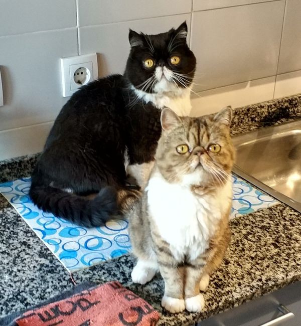 Figaro y Greta
