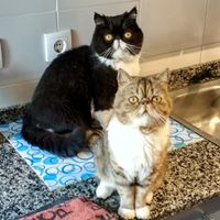 Figaro y Greta