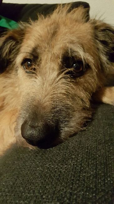 Mascotas en casa: ¿sí o no? - 1