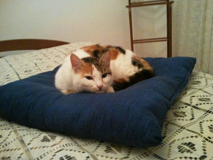 Mascotas en casa: ¿sí o no? - 3