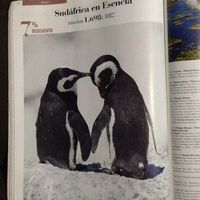 Luna de miel sudáfrica - 1
