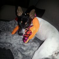 Nuestras mascotas!! - 1