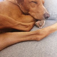 ¿Perro o gato? - 1