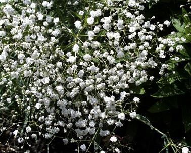 flores que me aconsejan