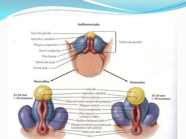 Tubérculo genital: niña - 1