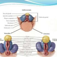 Tubérculo genital: niña - 1