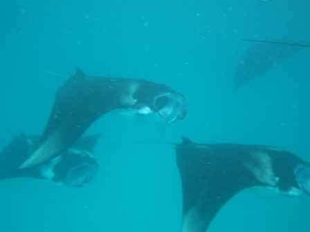 mantas