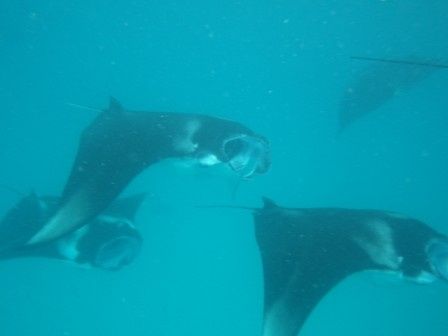 mantas