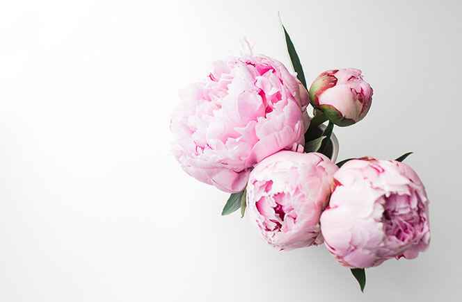 Que flores os gustan más?? - 1