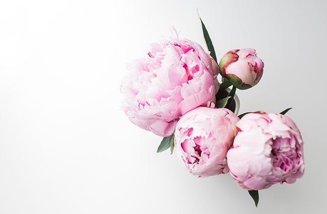 Que flores os gustan más?? - 1