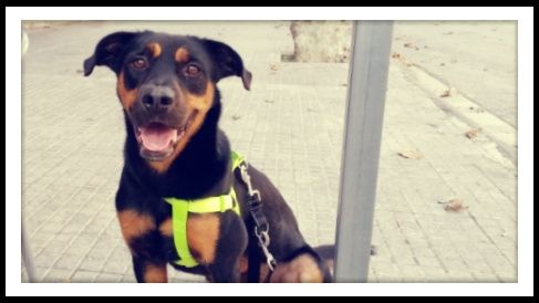 Mascotas en nuestro gran dia - 1