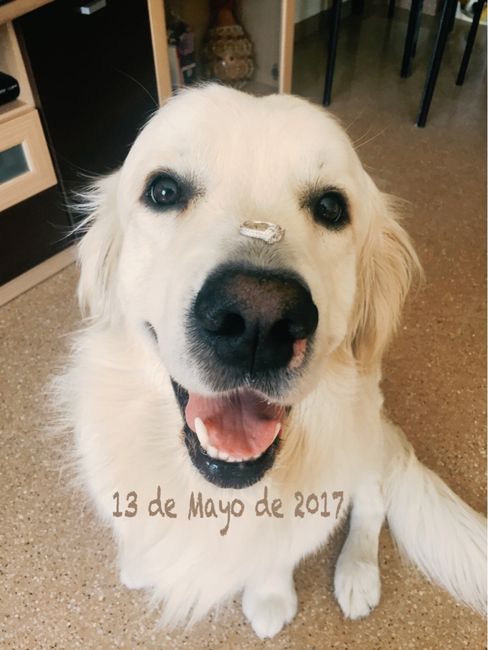 Preboda con nuestras mascotas??? - 2