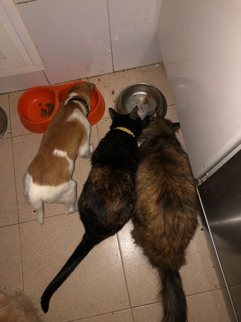 ¿Perro o gato? - 2