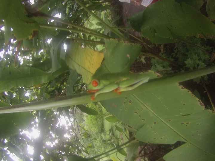 rana verde (Tortuguero)