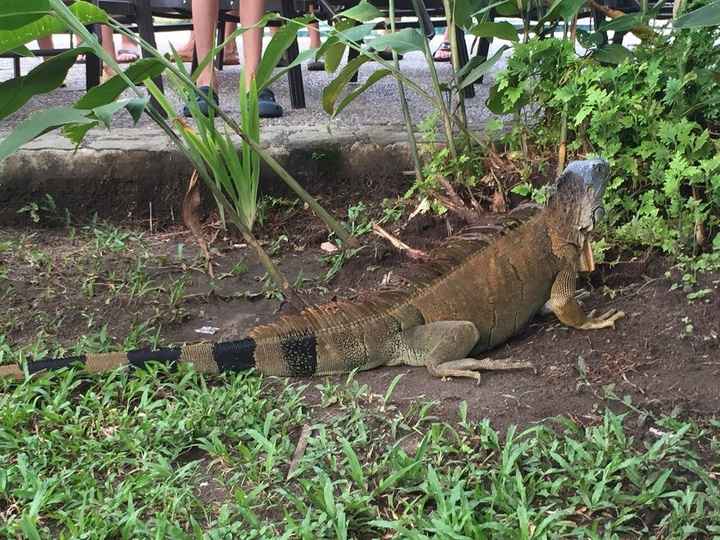 iguana