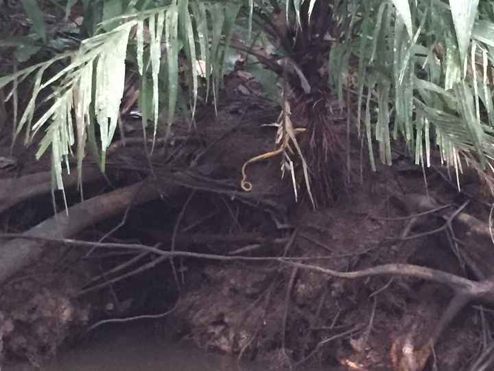 serpiente