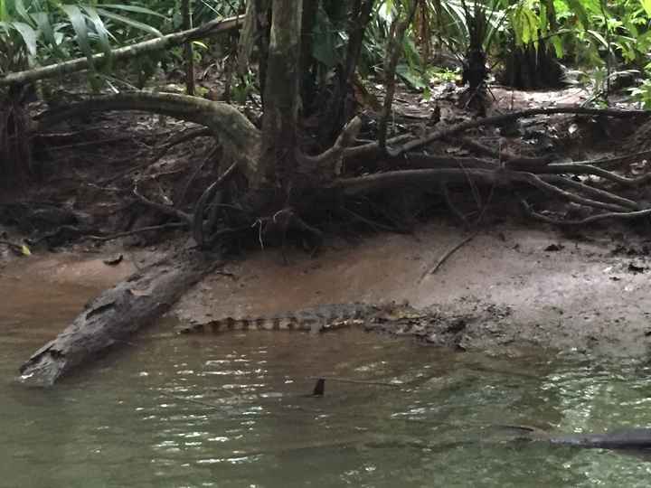 otro caimán (excursión tortuguero a las 5 de la mañana)