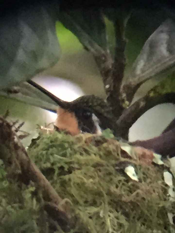 colibrí en su nido
