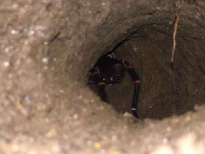 tarántula (miedito) Monteverde