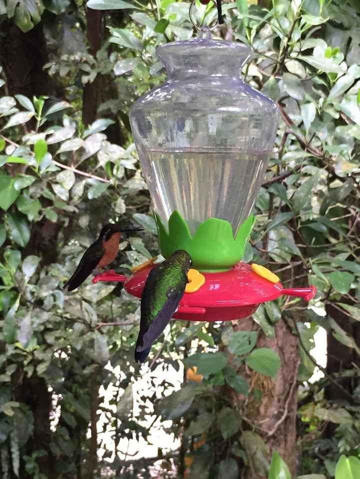 colibrís en bebedero